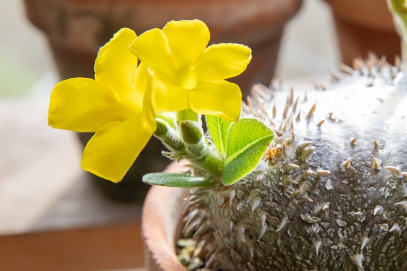 恵比寿笑いの花