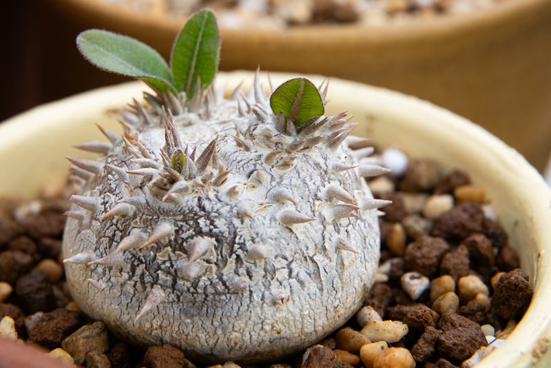 実生恵比寿笑い