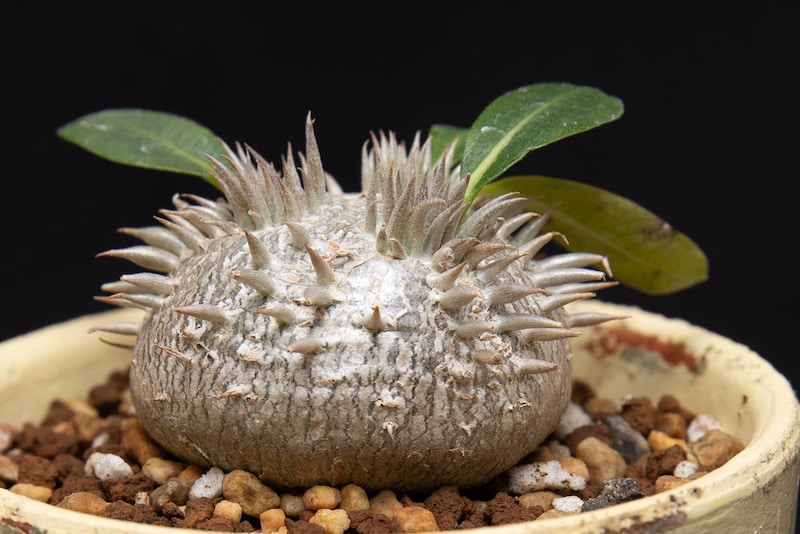 恵比寿笑はスライム似