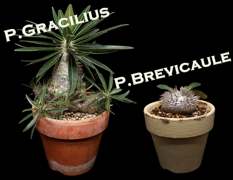 グラキリスと恵比寿笑いの実生株対比