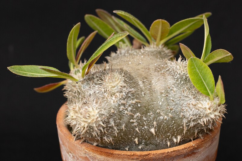 恵比寿笑実生株直径12cm