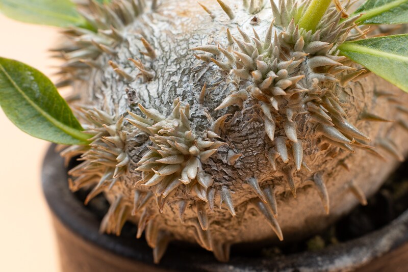 恵比寿笑いのトゲ