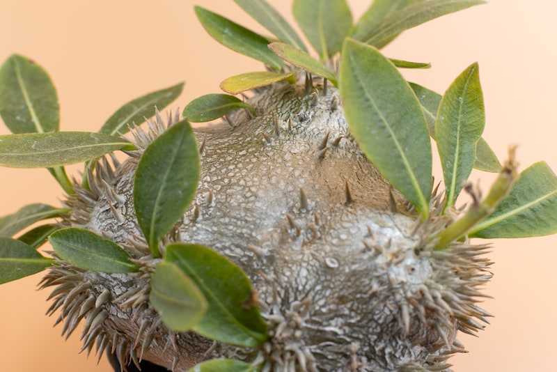 実生恵比寿笑い