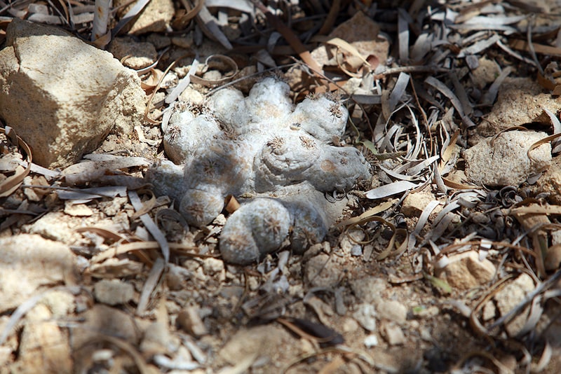 恵比寿笑い野生種