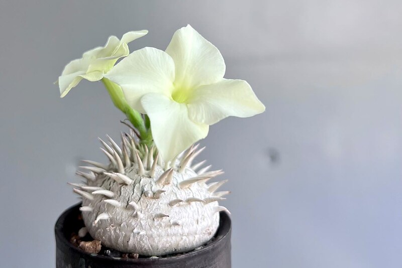 白花恵比寿笑い