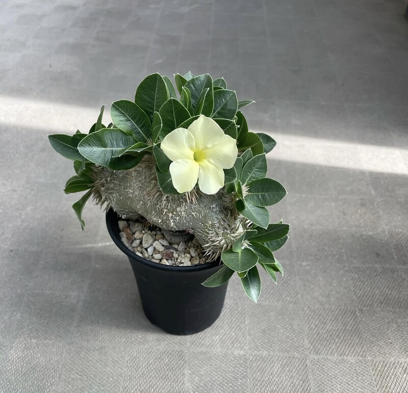 白花恵比寿笑い