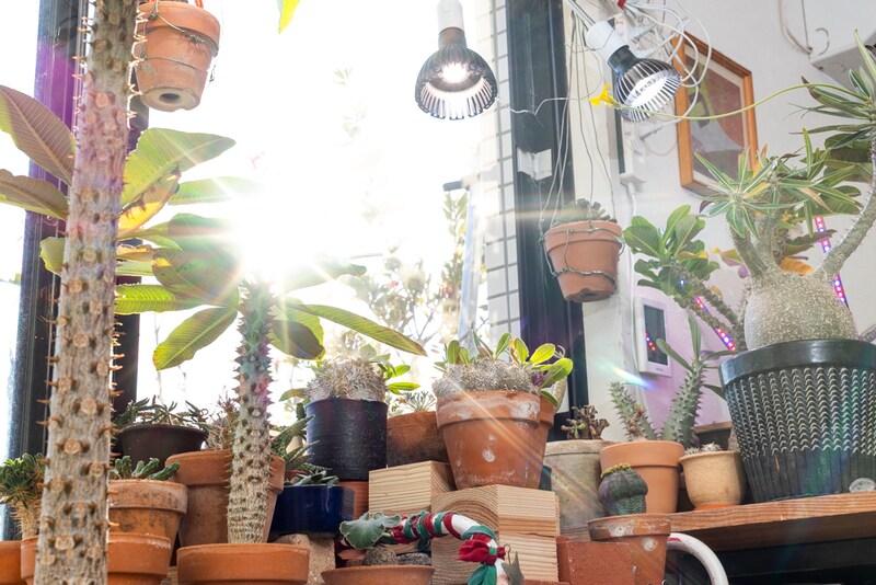 日光と植物育成ライトの併用