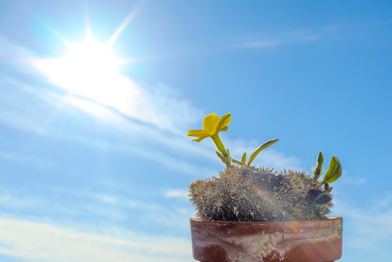 直射日光を浴びる恵比寿笑い