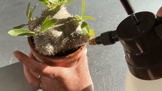 恵比寿笑いの水やり