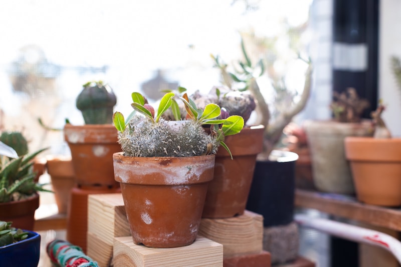 素焼き鉢と恵比寿笑い