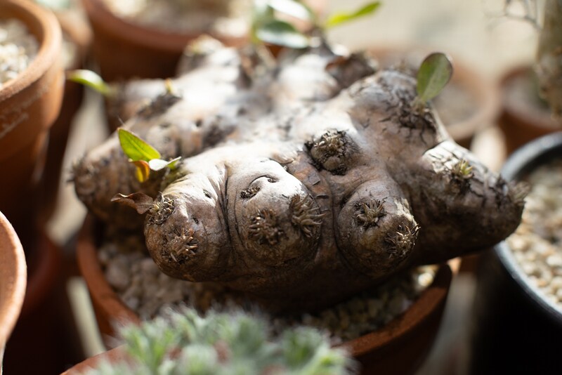 恵比寿笑い現地球