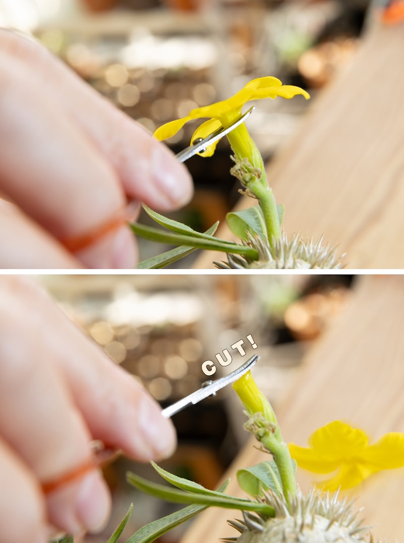 花びらカット組み写真