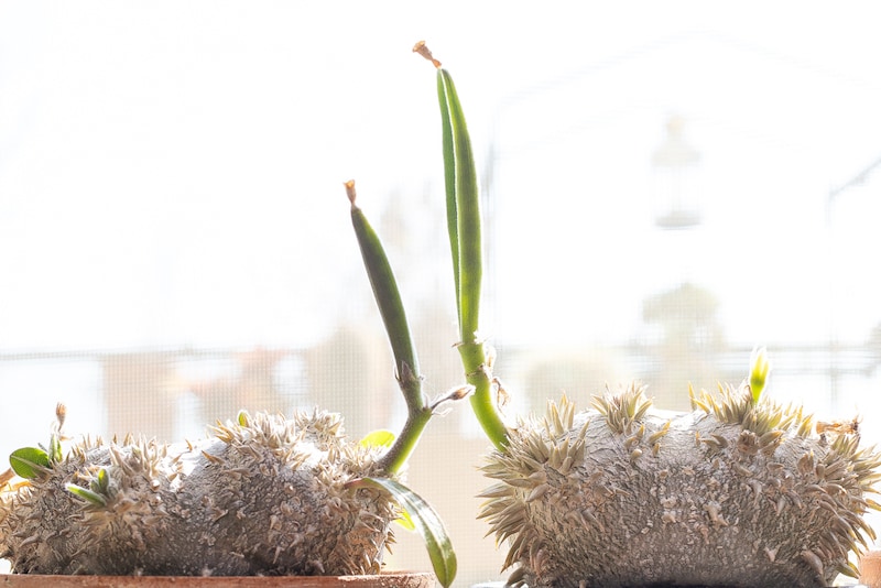 恵比寿笑いの種サヤ