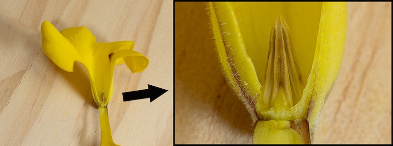 恵比寿笑いの雄しべ