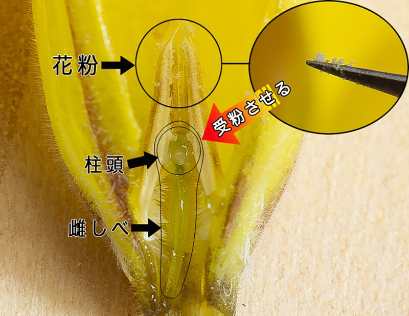 恵比寿笑いの花の断面