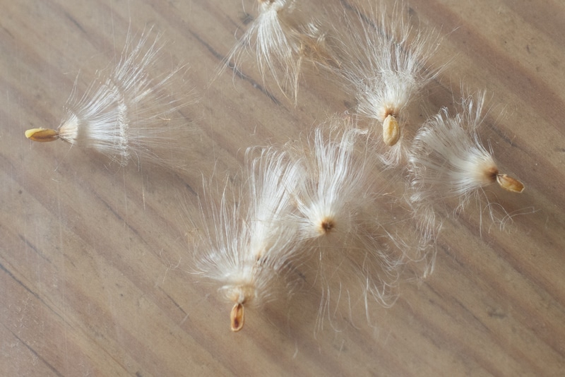 恵比寿笑いの種子