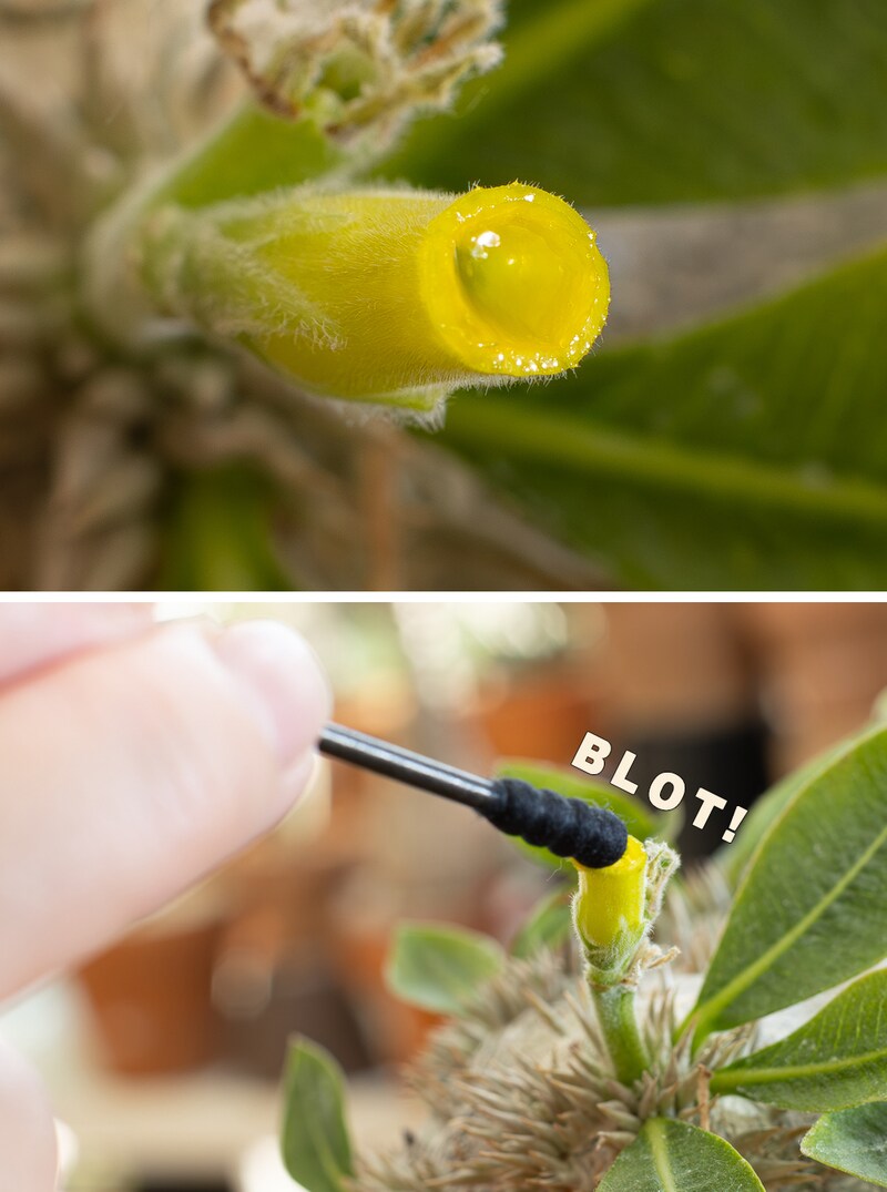 蜜吸い組み写真