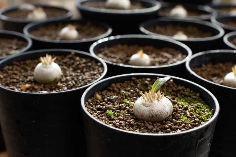 塊根らしさが表れた恵比寿笑いの稚苗