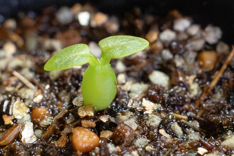 恵比寿笑いの稚苗