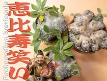 【恵比寿笑い】名に福を宿す塊根植物パキポディウム・ブレビカウレの魅力を紐解く！