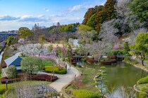 梅3,000本が見頃に突入！ 茨城・水戸で開催中「水戸の梅まつり」【3月22日まで】