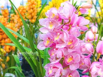 洋ランなのに寒さに強い？ 初心者でも「2カ月咲かせ続ける」シンビジウムの育て方