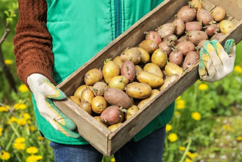 ジャガイモの収穫