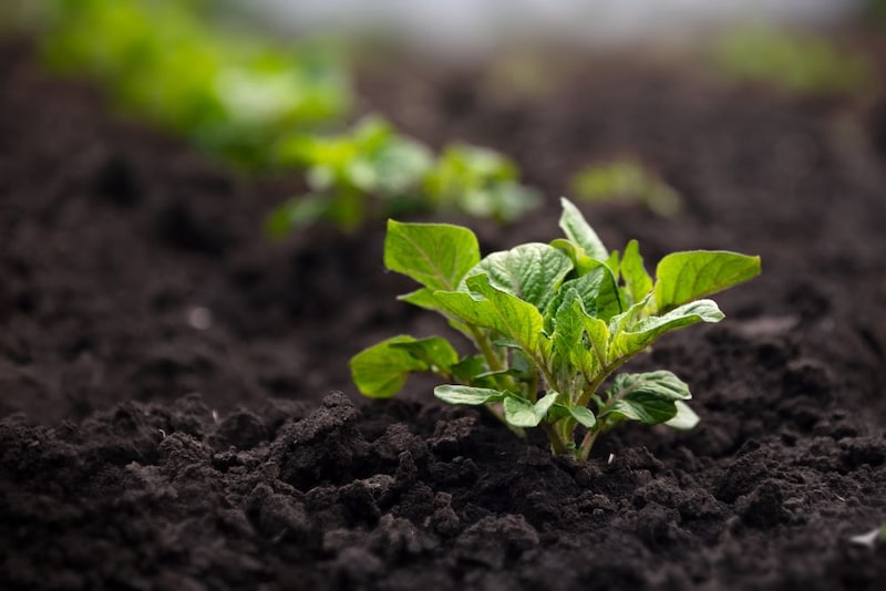 ジャガイモの芽