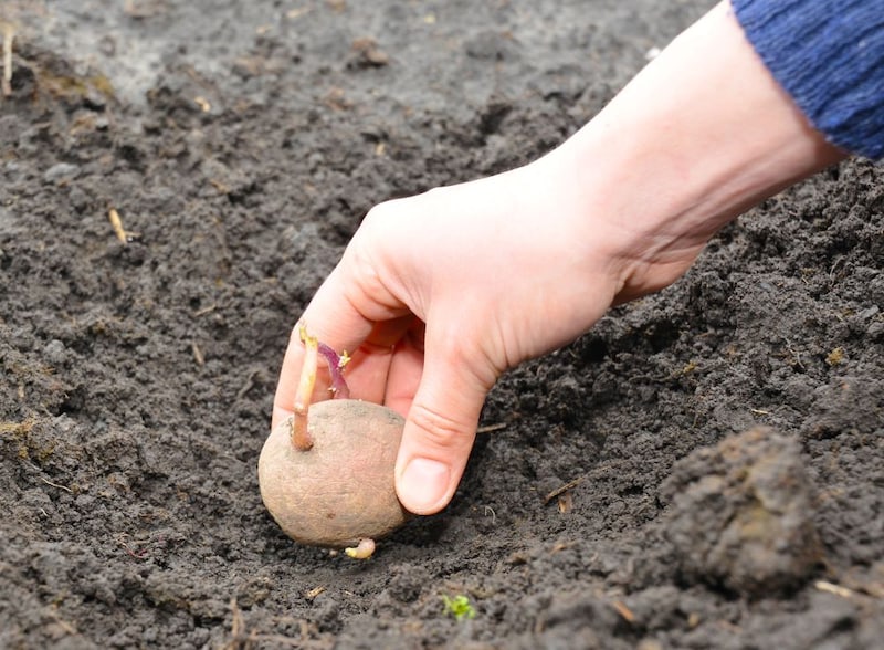 ジャガイモの植え付け
