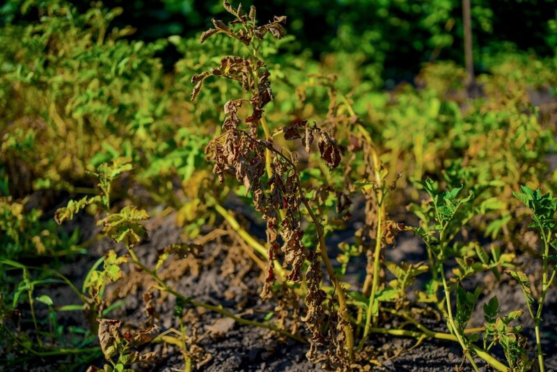 地上部が枯れたジャガイモ