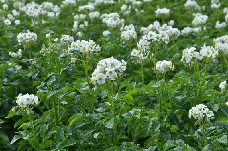 ジャガイモの花