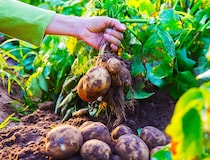 【種イモは食べないで】春のジャガイモ栽培、初心者が失敗しないための基本まとめ