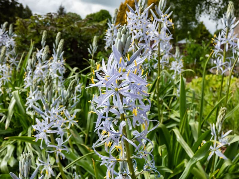 カマシア・クシキー