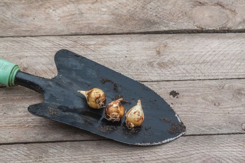 カマシアの球根