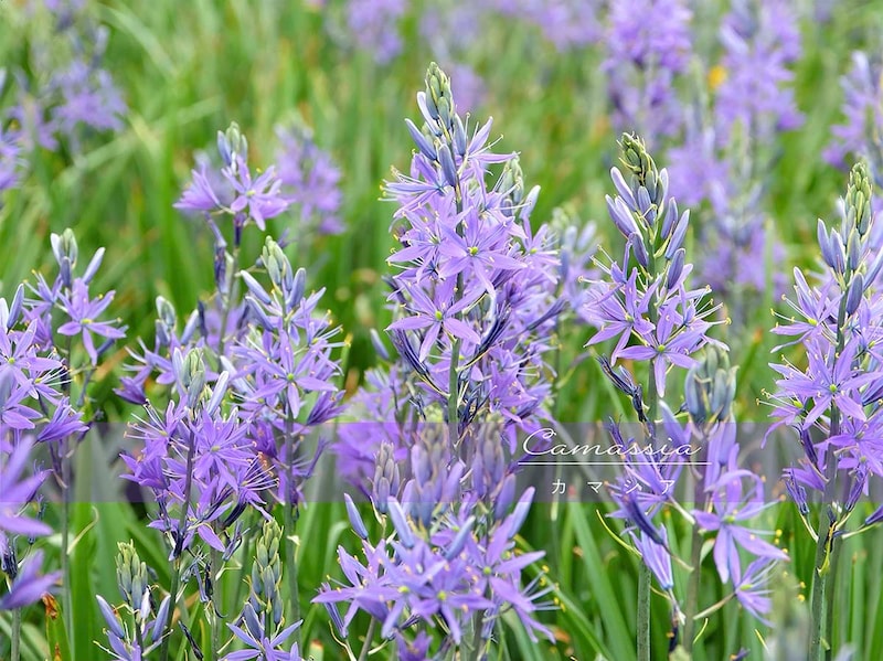 カマシア（カマッシア）の育て方｜植えっぱなしで毎年咲く！ 青い花がナチュラルガーデンに似合う球根花の魅力と栽培のコツ