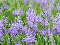 カマシア（カマッシア）の育て方｜植えっぱなしで毎年咲く！ 青い花がナチュラルガーデンに似合う球根花の魅力と栽培のコツ