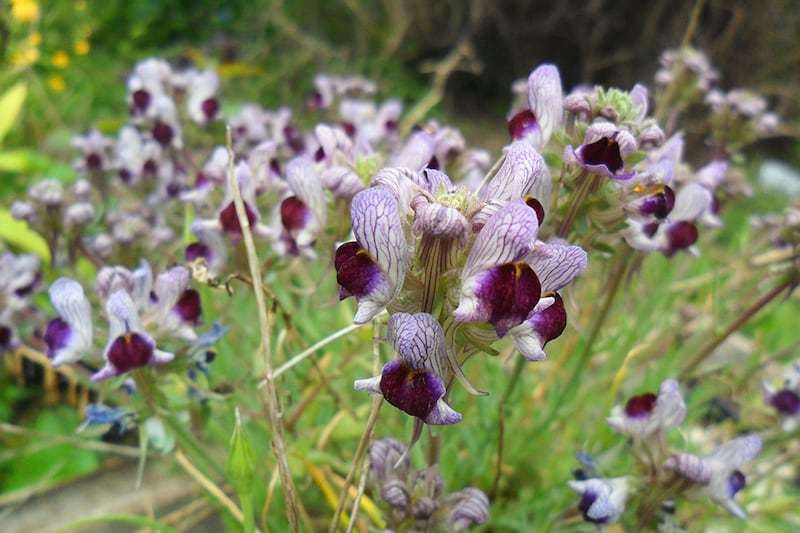 リナリア　リップルストーン