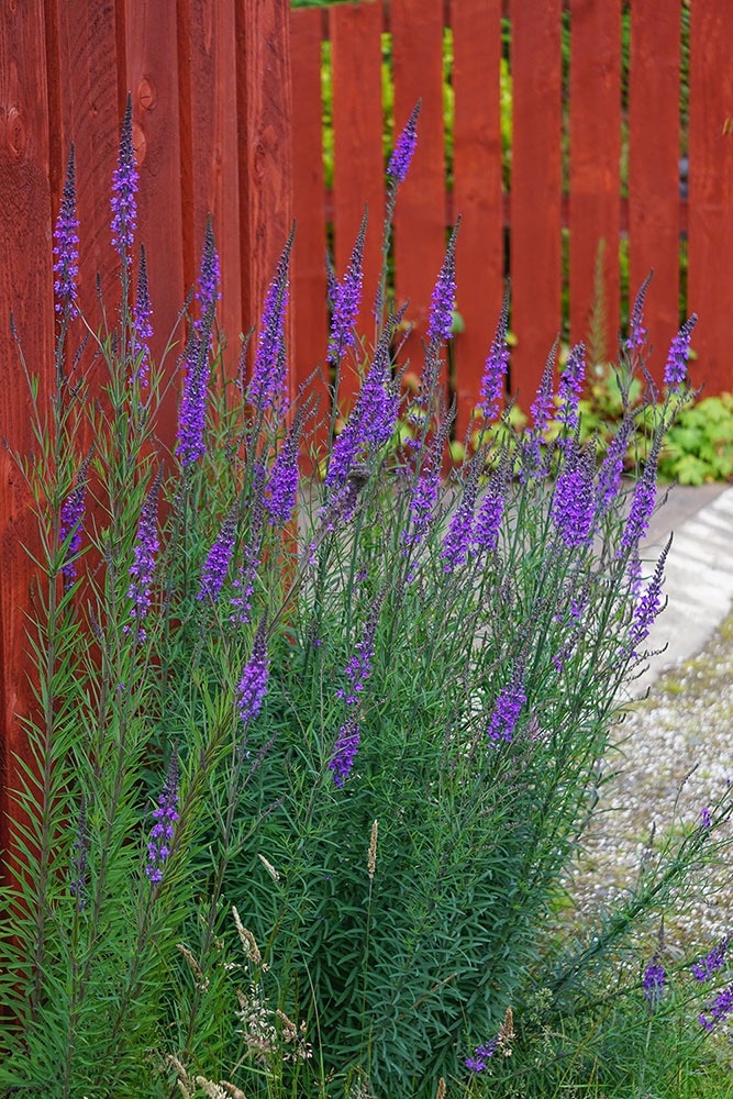 リナリア・プルプレア(パープレア)