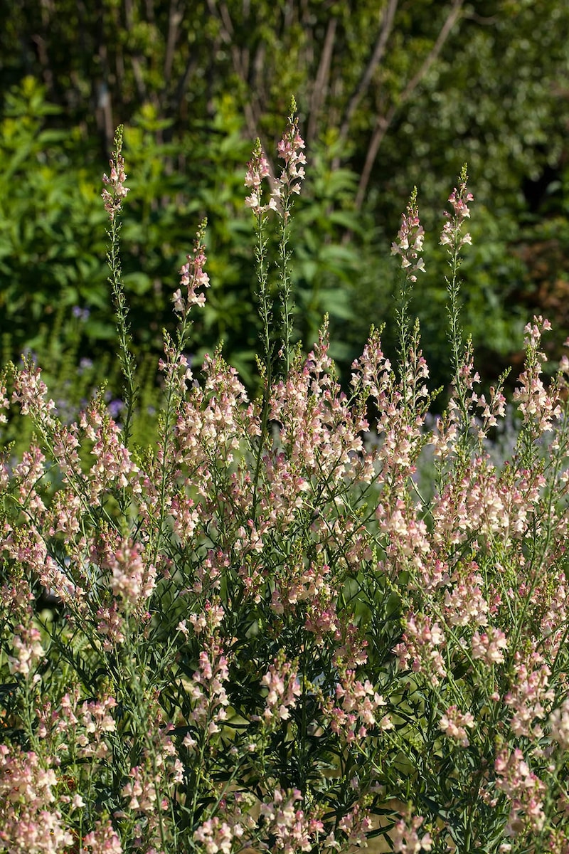 リナリア‘アプリコットチャーム’