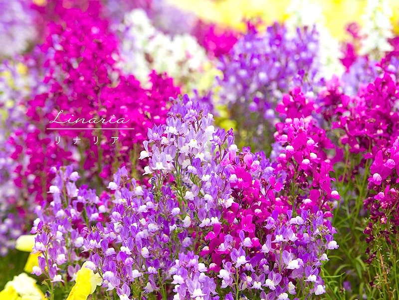 【保存版】リナリア（姫金魚草）の育て方12カ月カレンダー　夏越し・冬越しのポイント