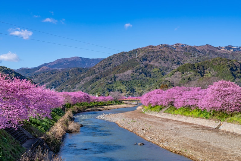 まだ間に合う！ 「河津桜まつり」と謎解きイベント