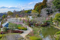 梅3,000本が見頃に突入！ 茨城・水戸で開催中「水戸の梅まつり」【3月22日まで】