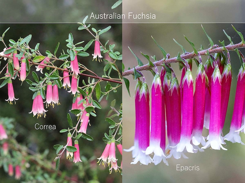 コレアとエパクリス