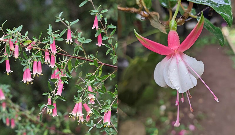 コレアとフクシア