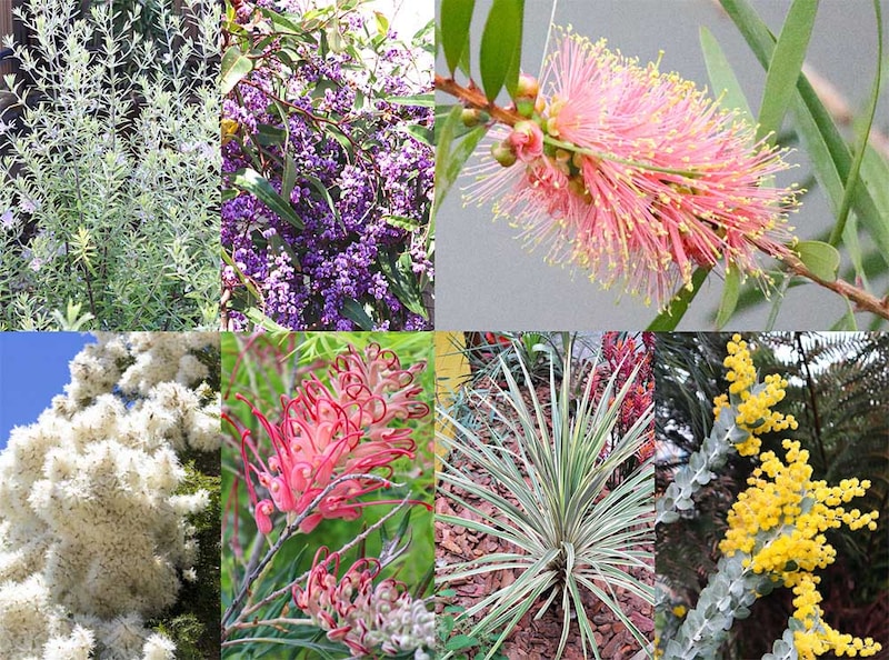 おすすめオージープランツ