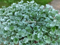 ディコンドラの育て方と注意ポイント｜失敗しないグラウンドカバーで雑草対策