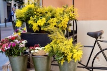 3月8日「ミモザの日」って何をする日？ 幸せの黄色い花・ミモザ（アカシア）の特徴、豆知識、全国の開花情報をご紹介！