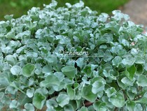 ディコンドラの育て方と注意ポイント｜失敗しないグラウンドカバーで雑草対策