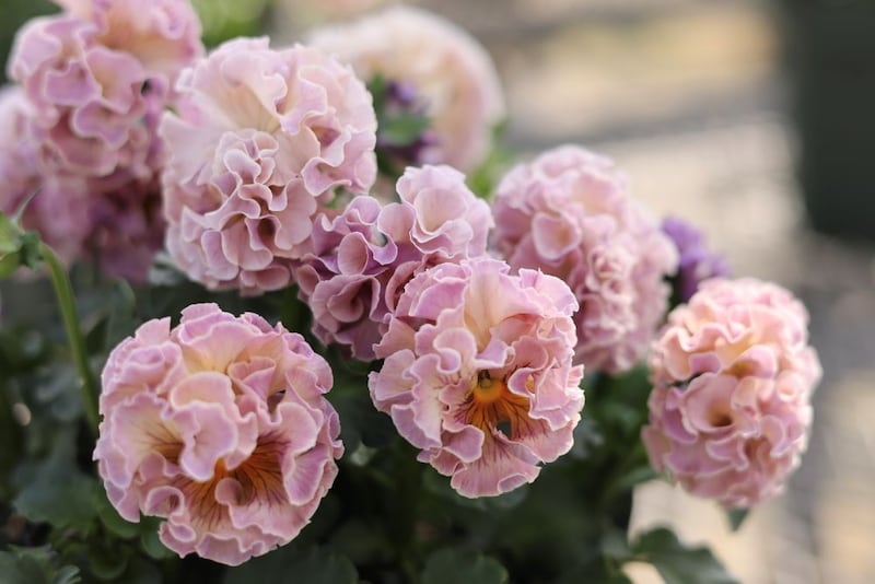 ‘ローブ・ドゥ・アントワネット’