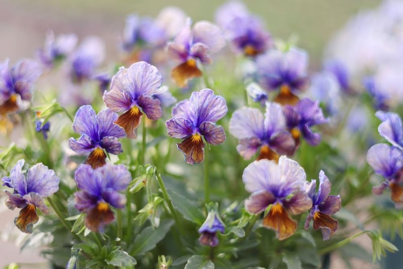 “KUSUMI color”のビオラ